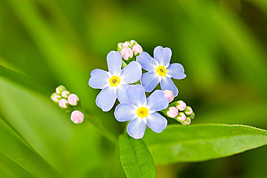 水,勿忘我,花,英格兰,英国,欧洲