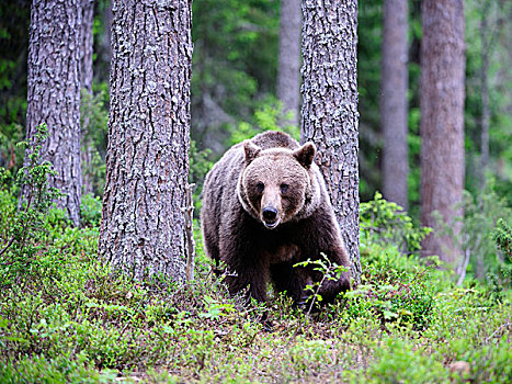 褐色,熊,成年,雄性,卡瑞里亚,东方,芬兰,欧洲