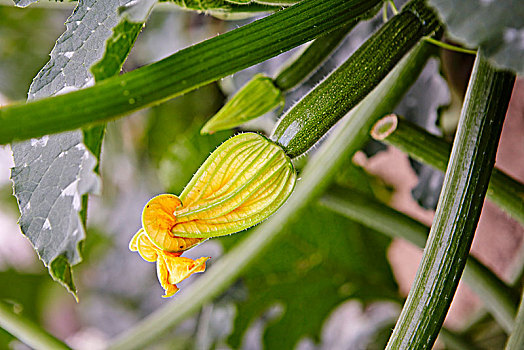 西葫芦花,植物