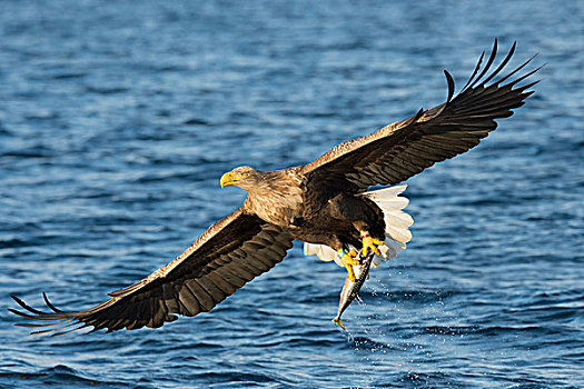 白尾鹰,飞,鱼,捕食,上方,水,北特伦德拉格,挪威,欧洲