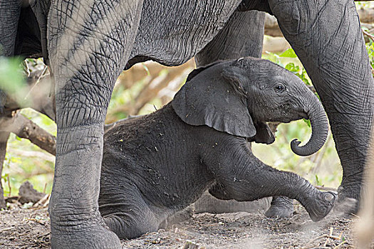 非洲象,纳米比亚