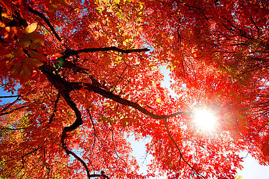紅葉