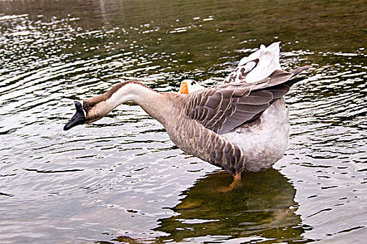大鹅水动物溪水自然