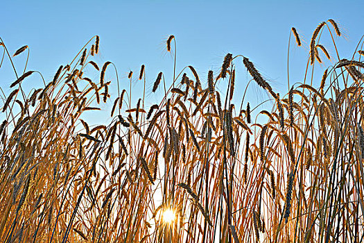 小麦,太阳,夏天,巴登符腾堡,德国