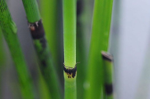 特写翠绿的多年生草本植物木贼