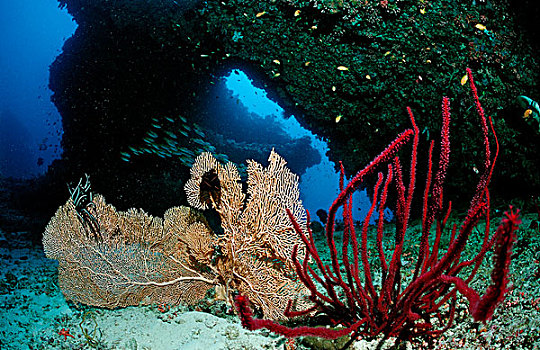 珊瑚礁,马尔代夫,印度洋