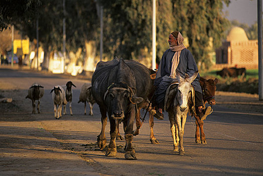 埃及,开罗附近,农民,牲畜