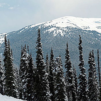 树,树林,积雪,山,背景,惠斯勒,不列颠哥伦比亚省,加拿大