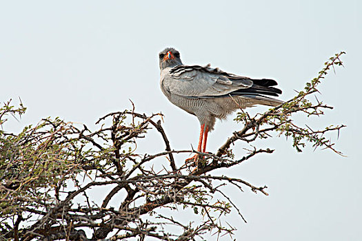 东方,苍鹰,伞,刺,刺槐,埃托沙国家公园,纳米比亚,非洲