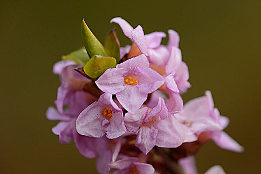 瑞香属植物,花