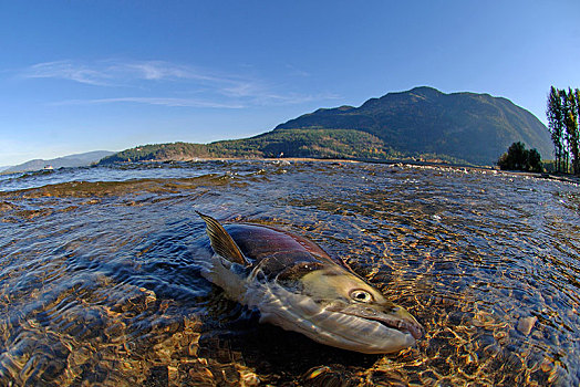 死,红大马哈鱼,红鲑鱼,河岸,终结,生活,产卵,亚当斯河,省立公园,不列颠哥伦比亚省,加拿大,北美