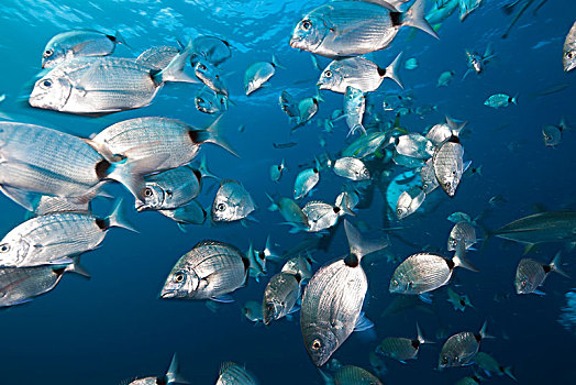 鱼群,真鲷,阿里瓦沙洲,印度洋