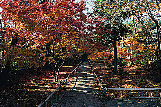 日本,京都,人行道,树