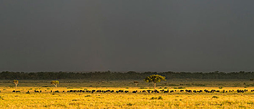 风暴,上方,马赛马拉,牧群,非洲水牛,肯尼亚,非洲