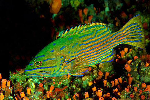 蓝色,线条,石斑鱼,伊里安查亚省,印度尼西亚,亚洲