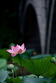 荷花特写