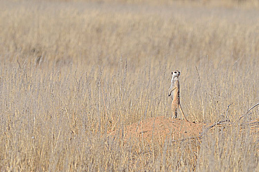 猫鼬,站立,入口,洞穴,专注,卡拉哈迪大羚羊国家公园,北开普,南非,非洲