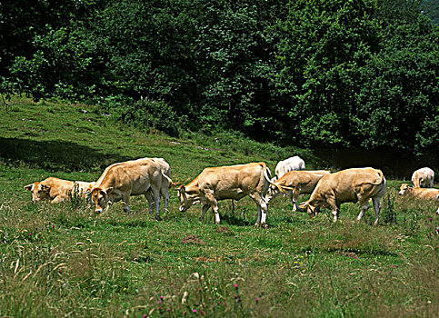法国,牛,金发,牧群,吃,草