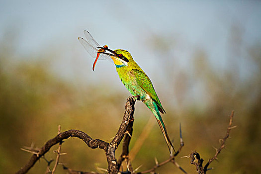 食蜂鸟,蜻蜓,捕食,卡拉哈迪大羚羊国家公园,南非