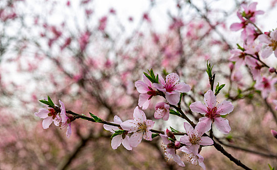 鲜花