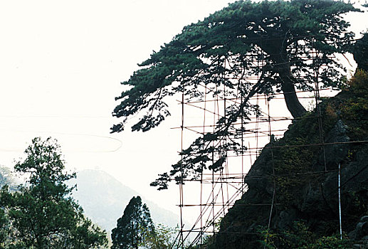 山东泰山迎客松