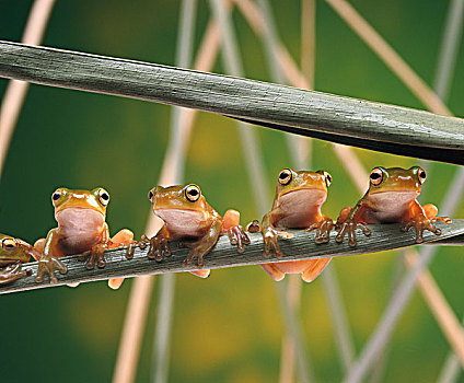 树蛙,坐,并肩