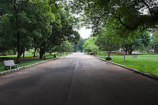 树,道路,植物园,班加罗尔,印度