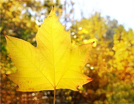 秋天,黄色,金色,叶子,微距,特写,户外,树林