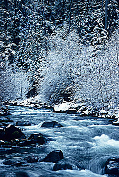 美国,威勒米特国家公园,俄勒冈,盐,溪流,雪,树