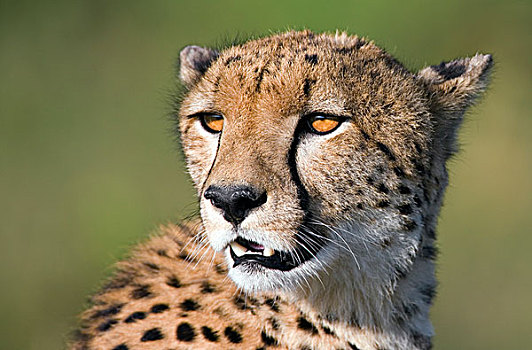 印度豹,猎豹,头像,塞伦盖蒂平原,恩戈罗恩戈罗,保护区,坦桑尼亚