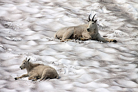 石山羊,雪地,冰川国家公园,蒙大拿,美国,北美