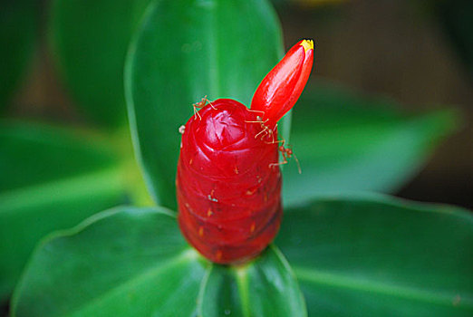 植物特写红色绿色