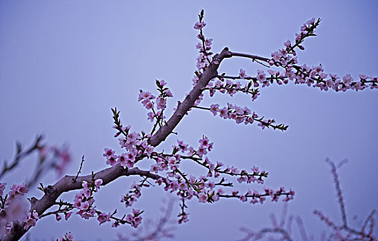 安徽砀山桃花盛开