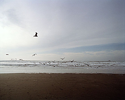 鸟,飞,海滩,室外,海洋,迟,下午,旧金山,美国,十一月,2008年