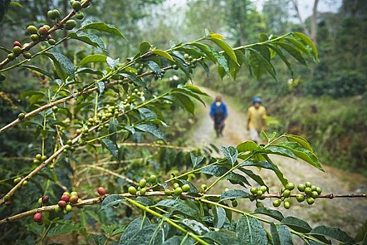 咖啡,植物,不动产,咖啡种植园,苏门答腊岛,印度尼西亚
