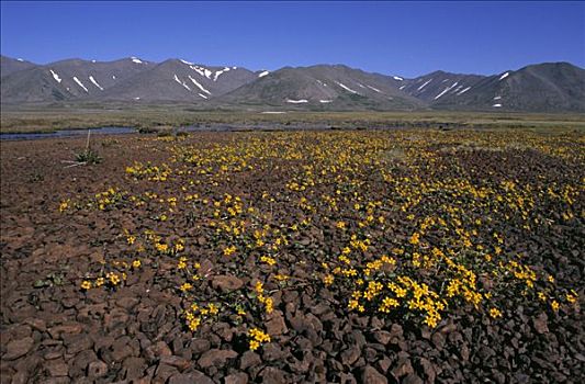山峦,冰河,毛茛属植物,花,西伯利亚