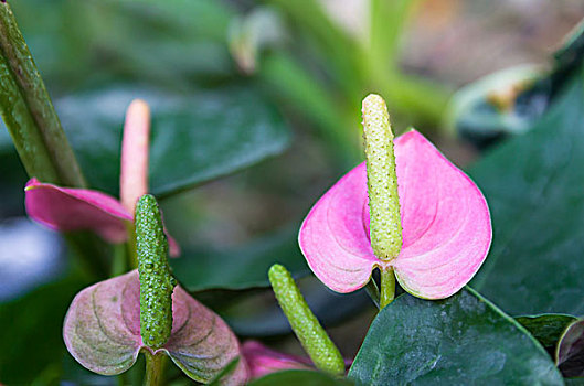 花烛属植物,花