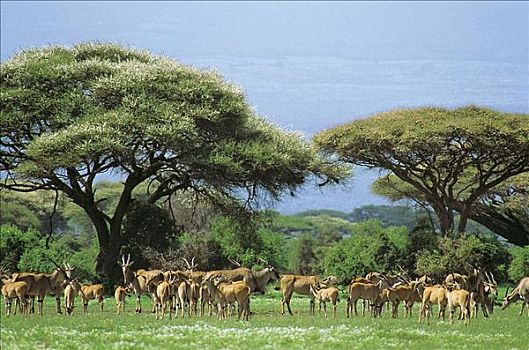 大羚羊,羚羊,乞力马扎罗山,哺乳动物,埃托沙国家公园,纳米比亚,非洲,动物