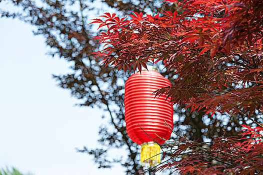 红枫叶掩映着红灯笼