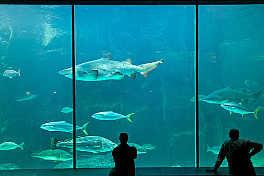 两个,海洋,水族箱,开普敦,西海角,南非,非洲