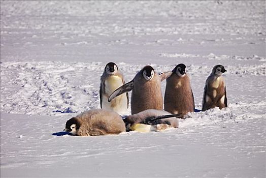 帝企鹅,华盛顿,南极
