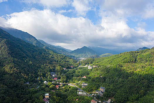 航拍茶园全景