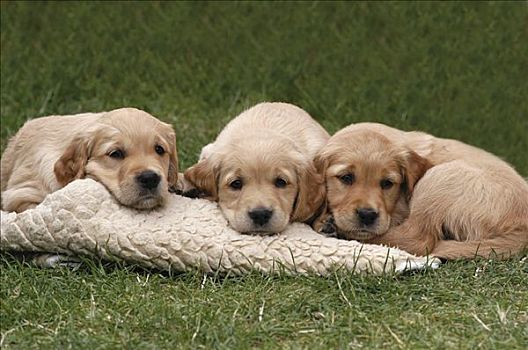 三个,金毛猎犬,小狗,躺着,毯子