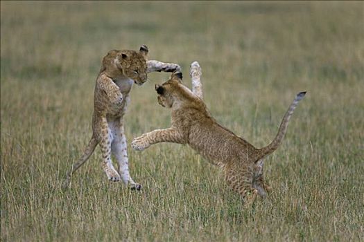 非洲狮,狮子,幼小,打闹,马赛马拉国家保护区,肯尼亚