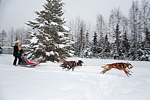 比赛,雪橇狗,阿拉斯加,冬天