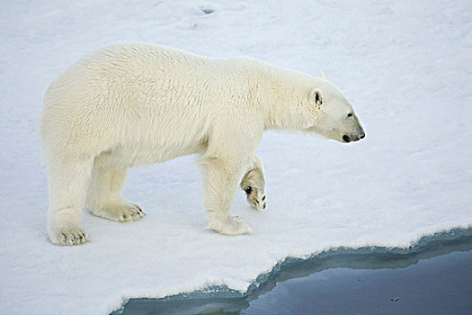格陵兰,声音,北极熊,走,边缘,海冰