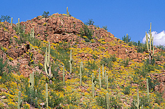 巨柱仙人掌,萨瓜罗国家公园,亚利桑那