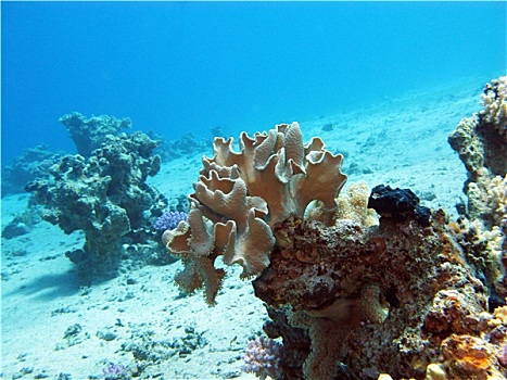 珊瑚礁,软珊瑚,仰视,热带,海洋
