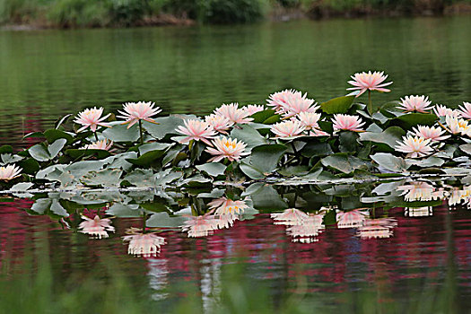 美丽花