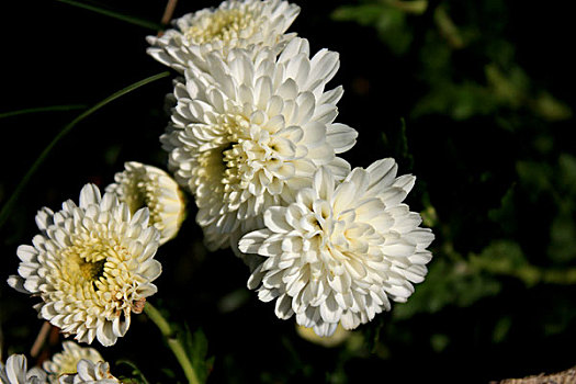 菊花雏菊白色花花朵花卉植物草地